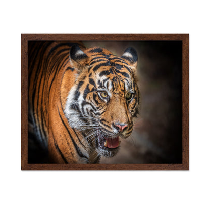 Sumatran Tiger