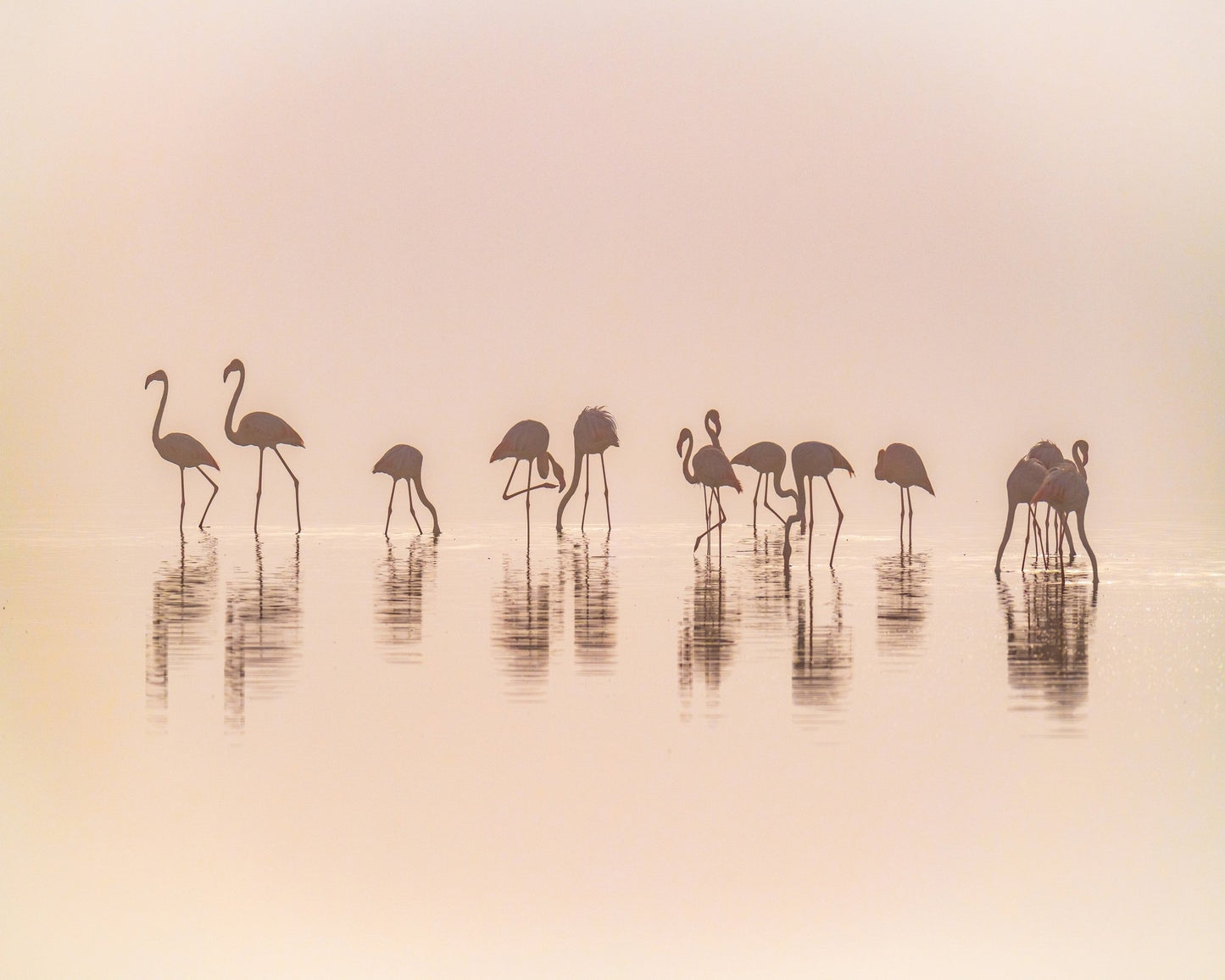 Flamingos In The Mist