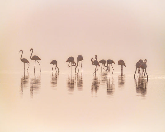 Flamingos In The Mist