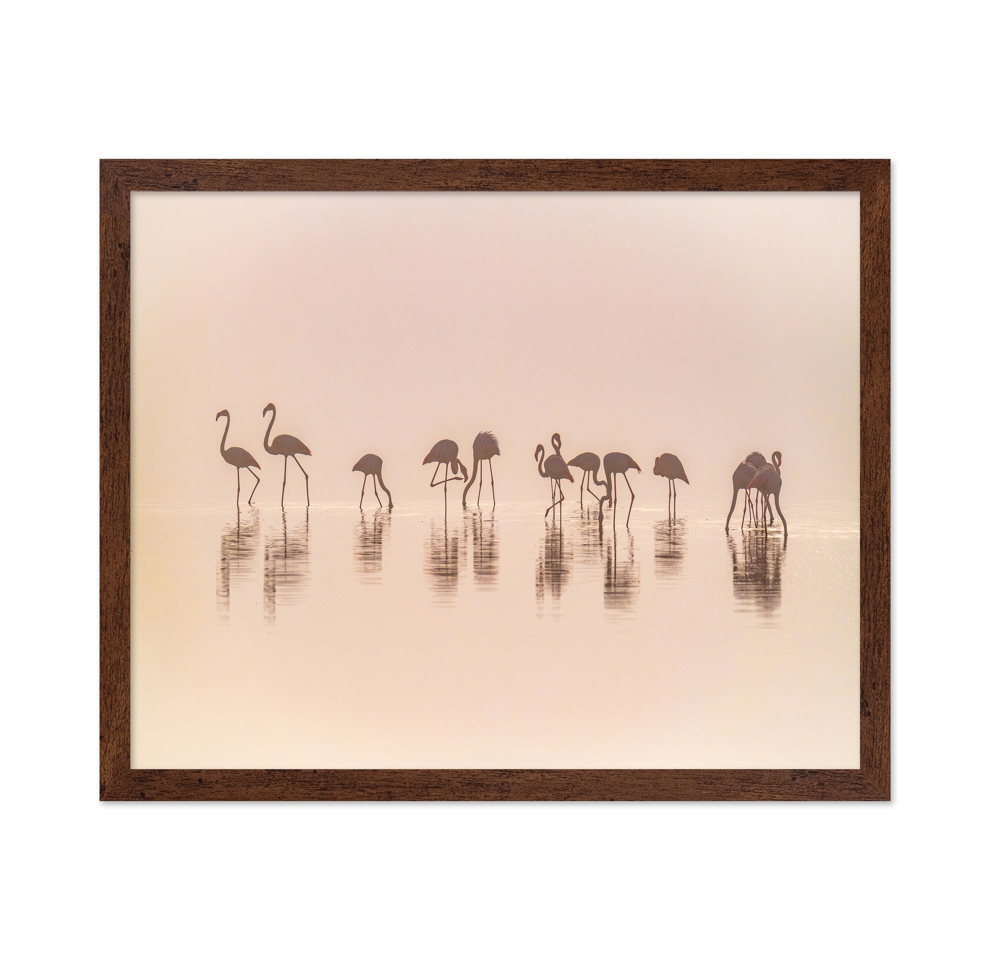 Flamingos In The Mist