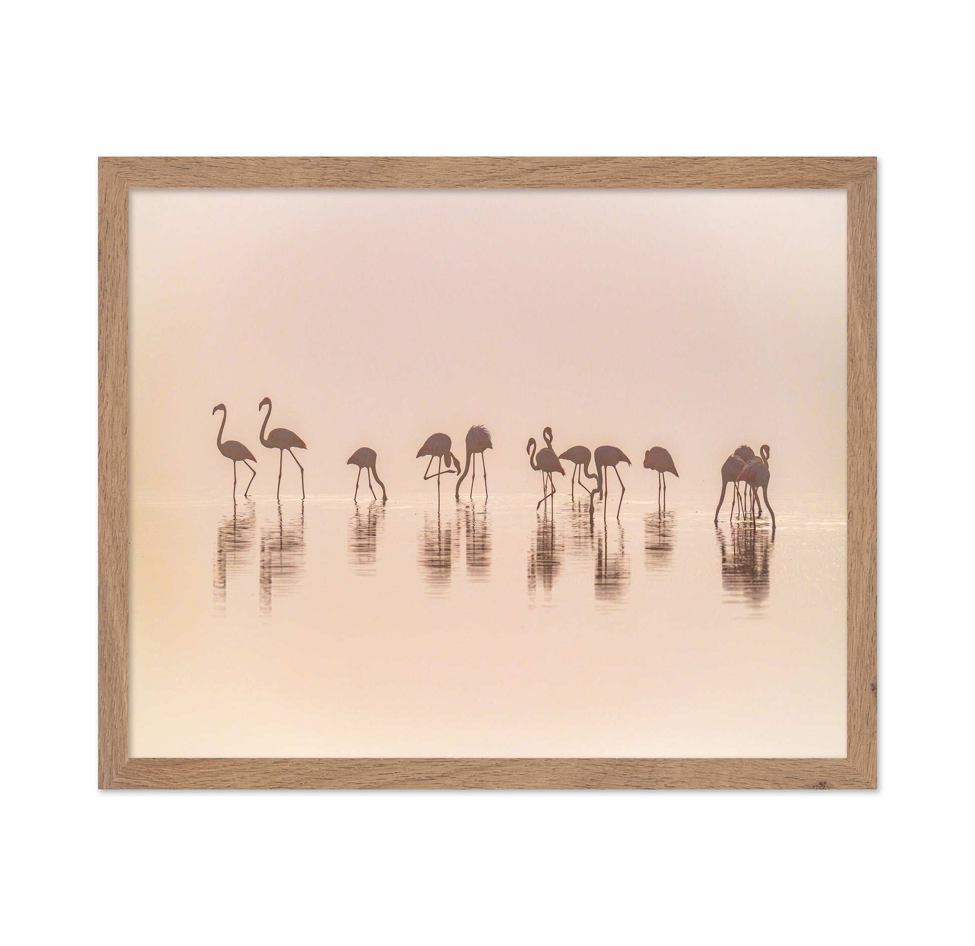 Flamingos In The Mist