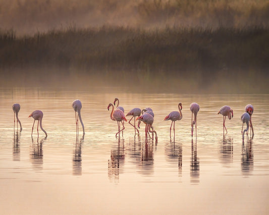 Photographic Ode to Monet