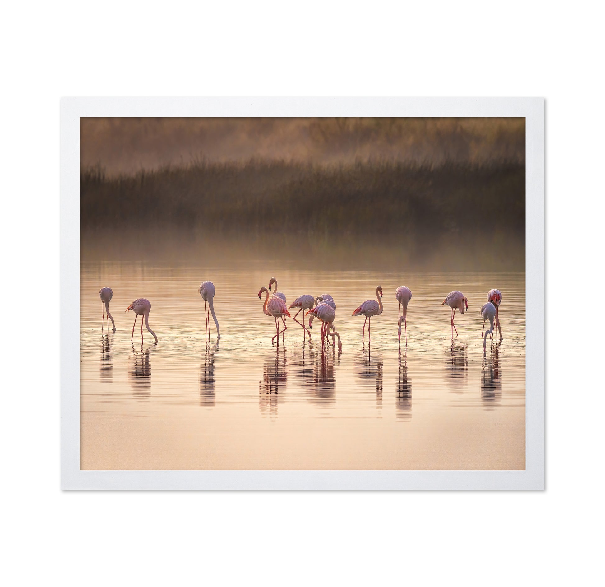 Photographic Ode to Monet