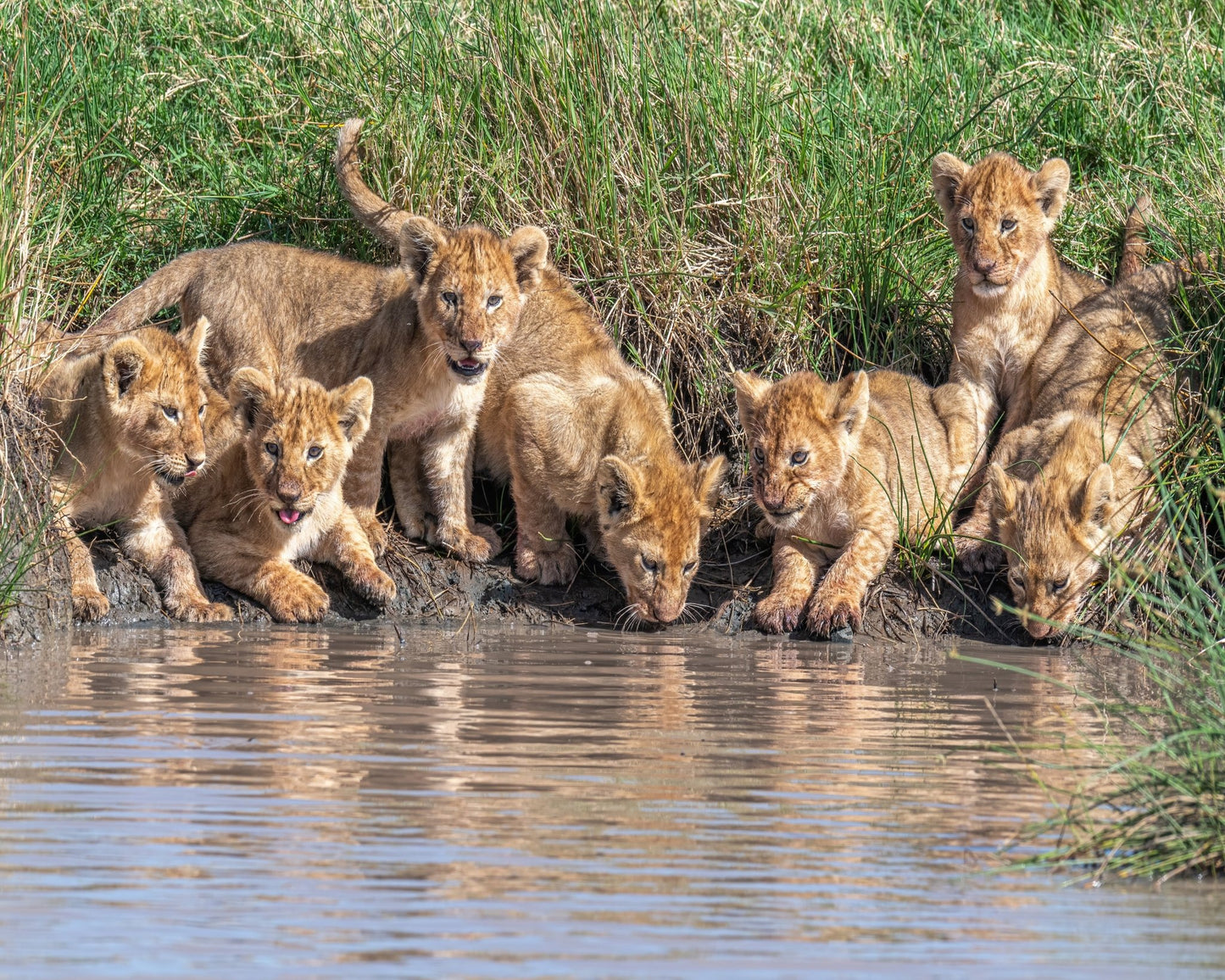 Six At The Waterhole
