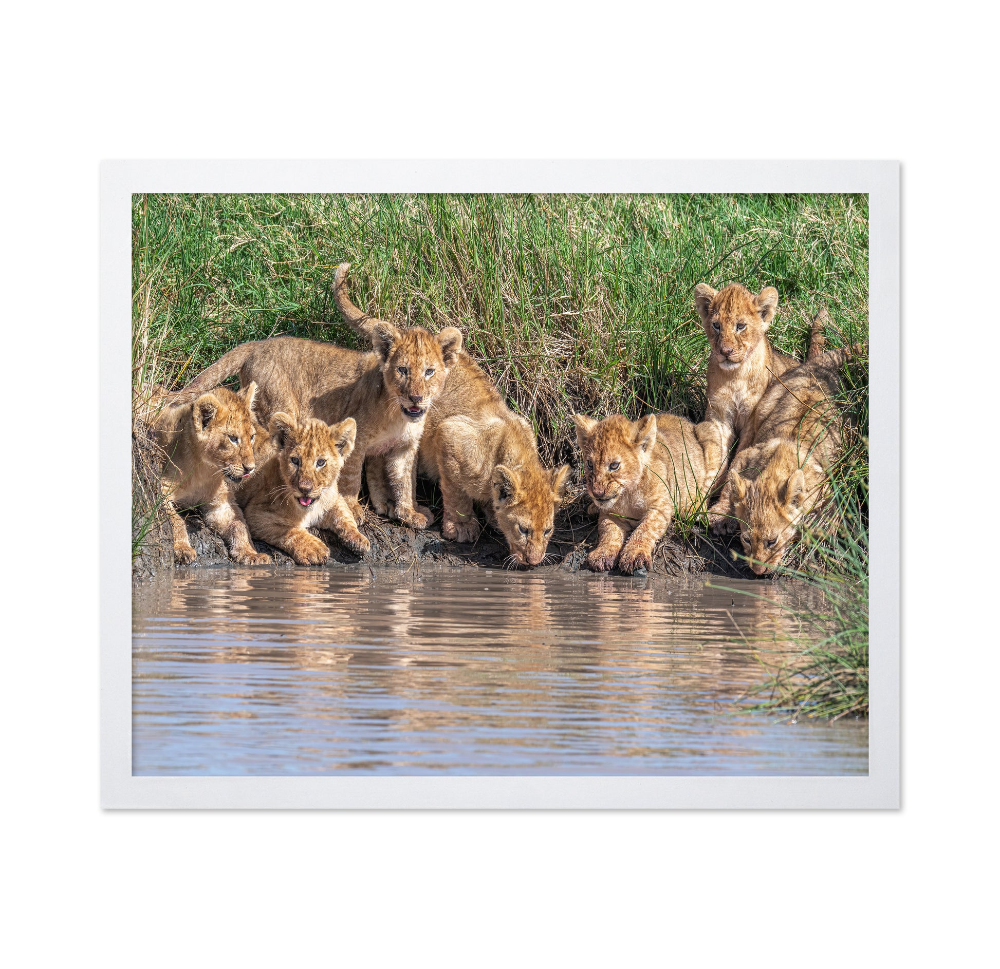 Six At The Waterhole