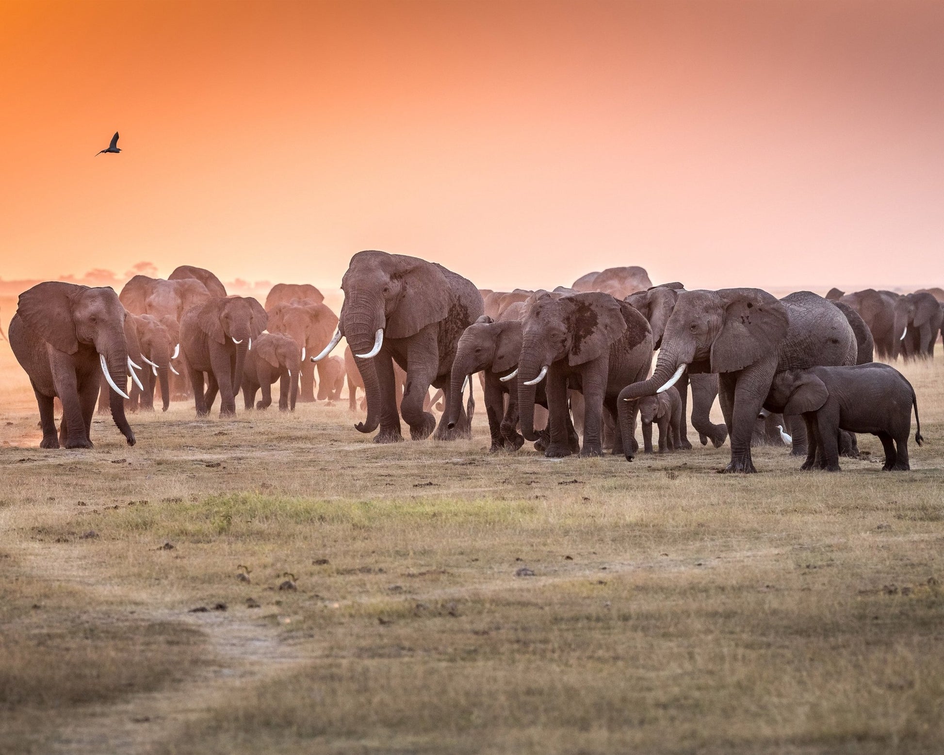 Amboseli Morning Stroll to Starbucks