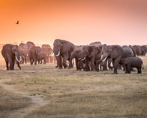 Amboseli Morning Stroll to Starbucks