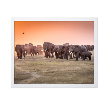 Amboseli Morning Stroll to Starbucks
