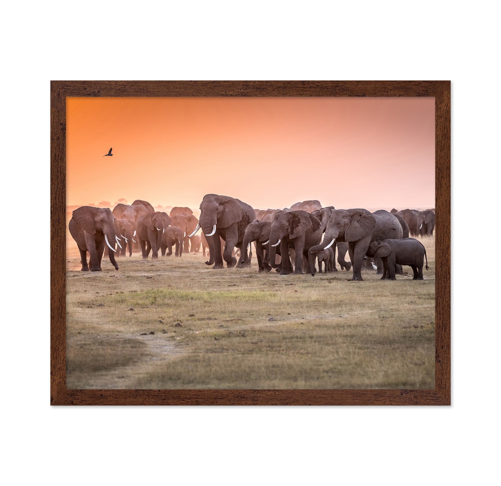 Amboseli Morning Stroll to Starbucks