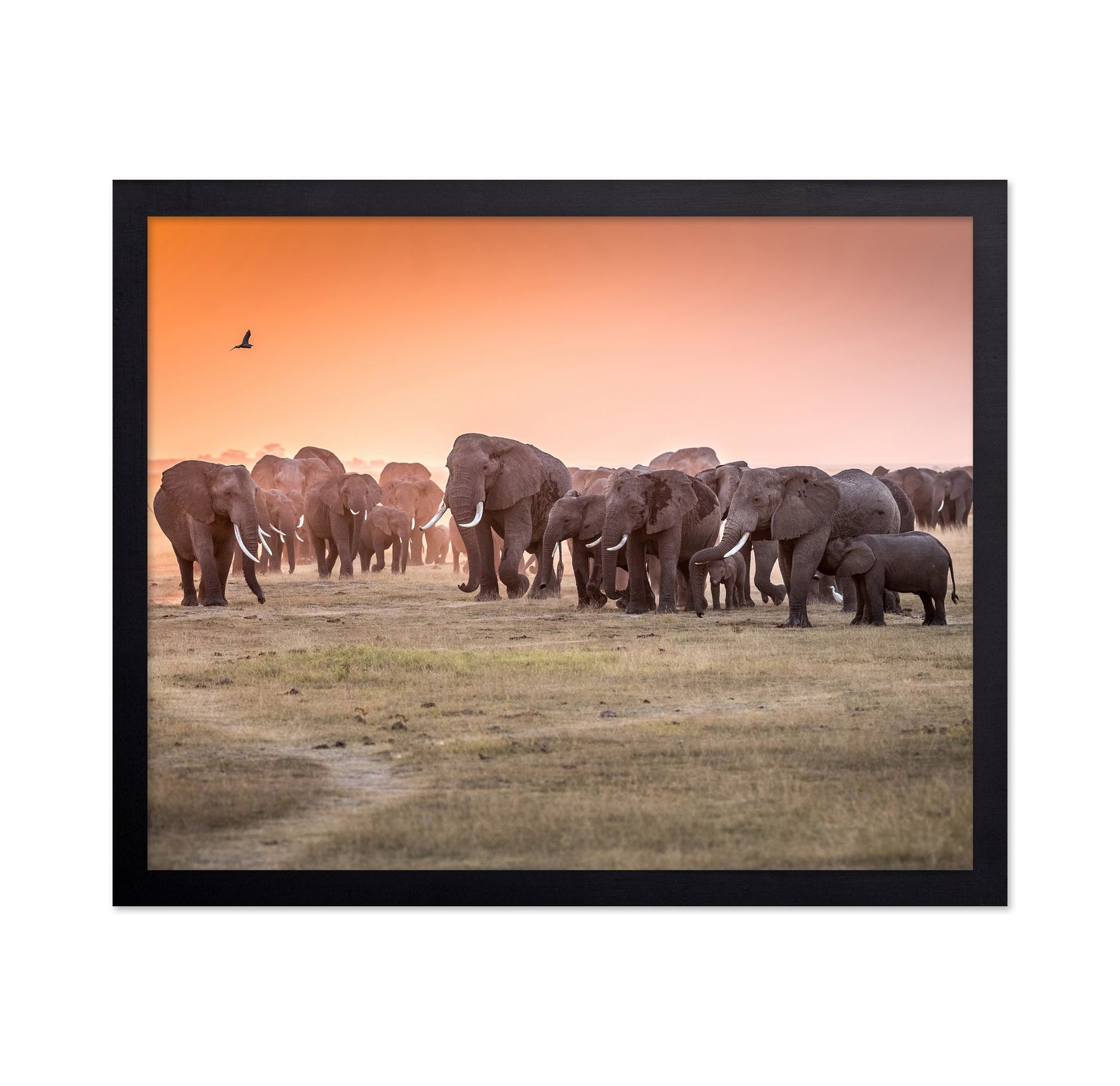 Amboseli Morning Stroll to Starbucks