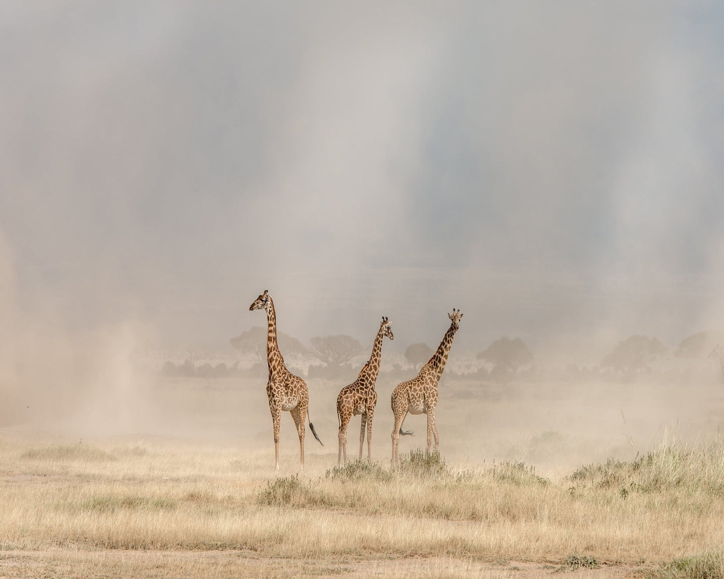 It's a Giraffe's World