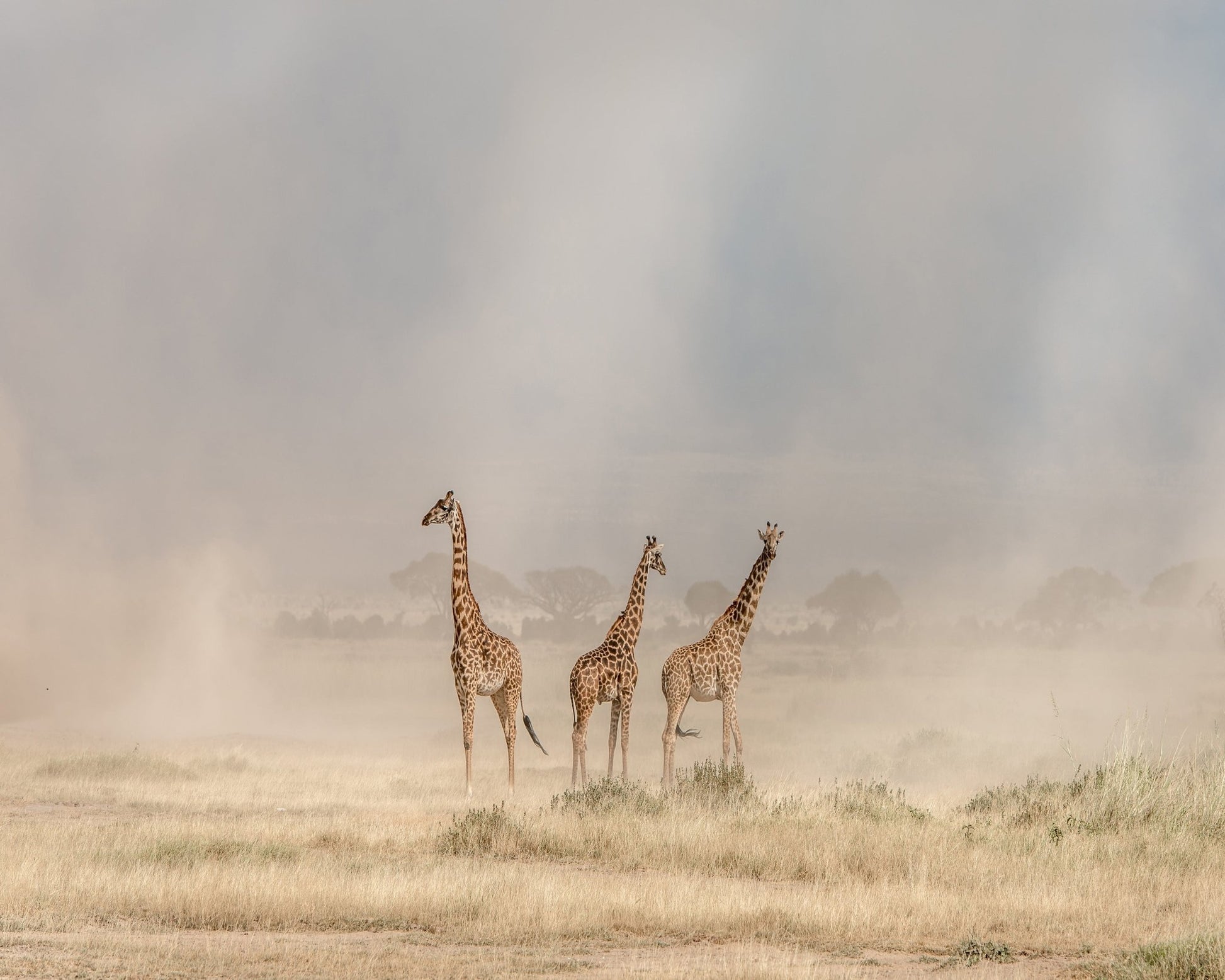 It's a Giraffe's World