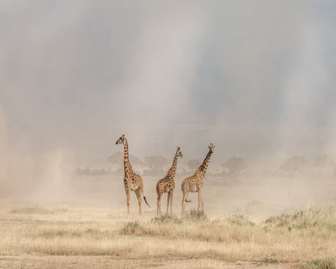It's a Giraffe's World