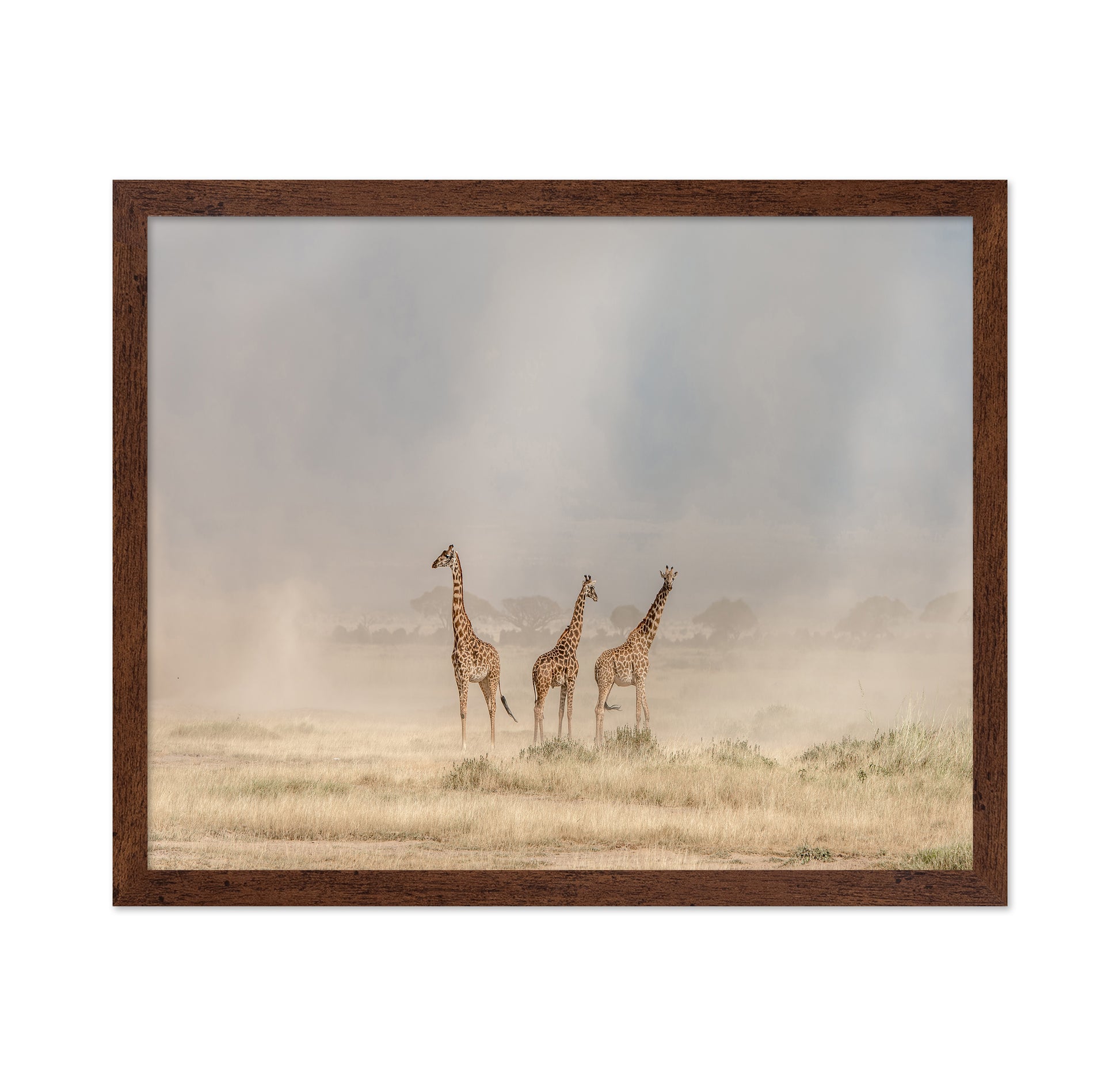 It's a Giraffe's World