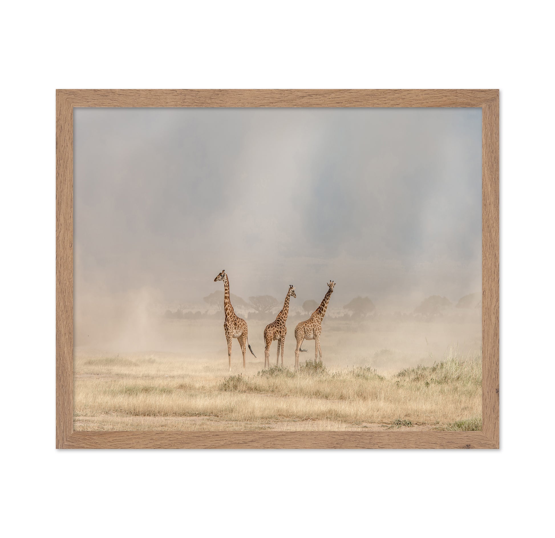It's a Giraffe's World