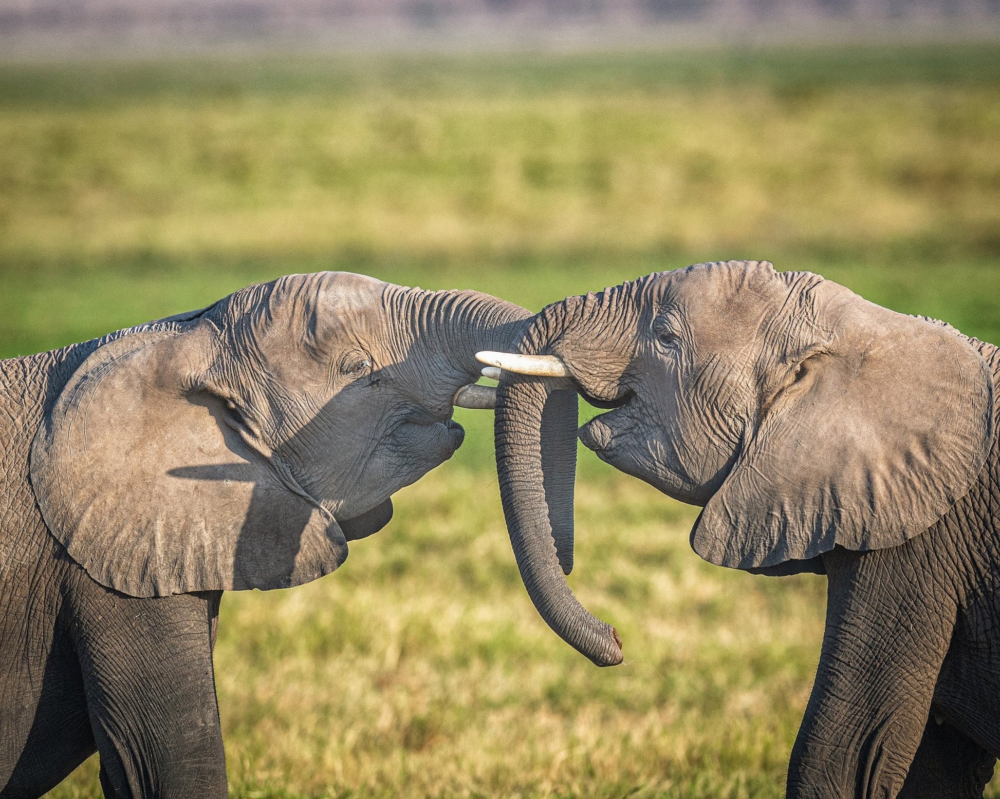 Trunk To Trunk