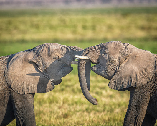 Trunk To Trunk
