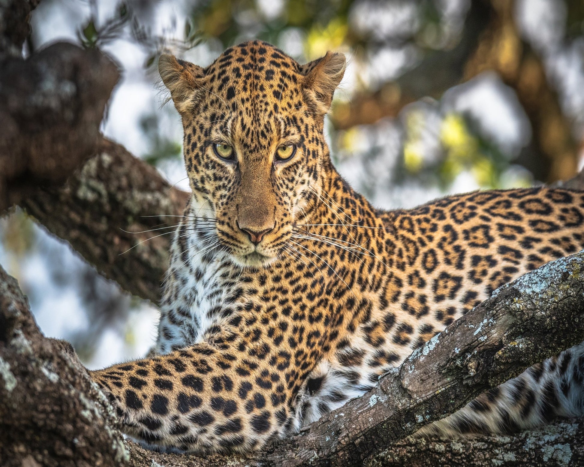 The Arboreal King