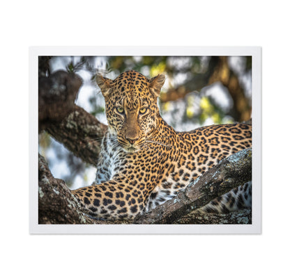 The Arboreal King