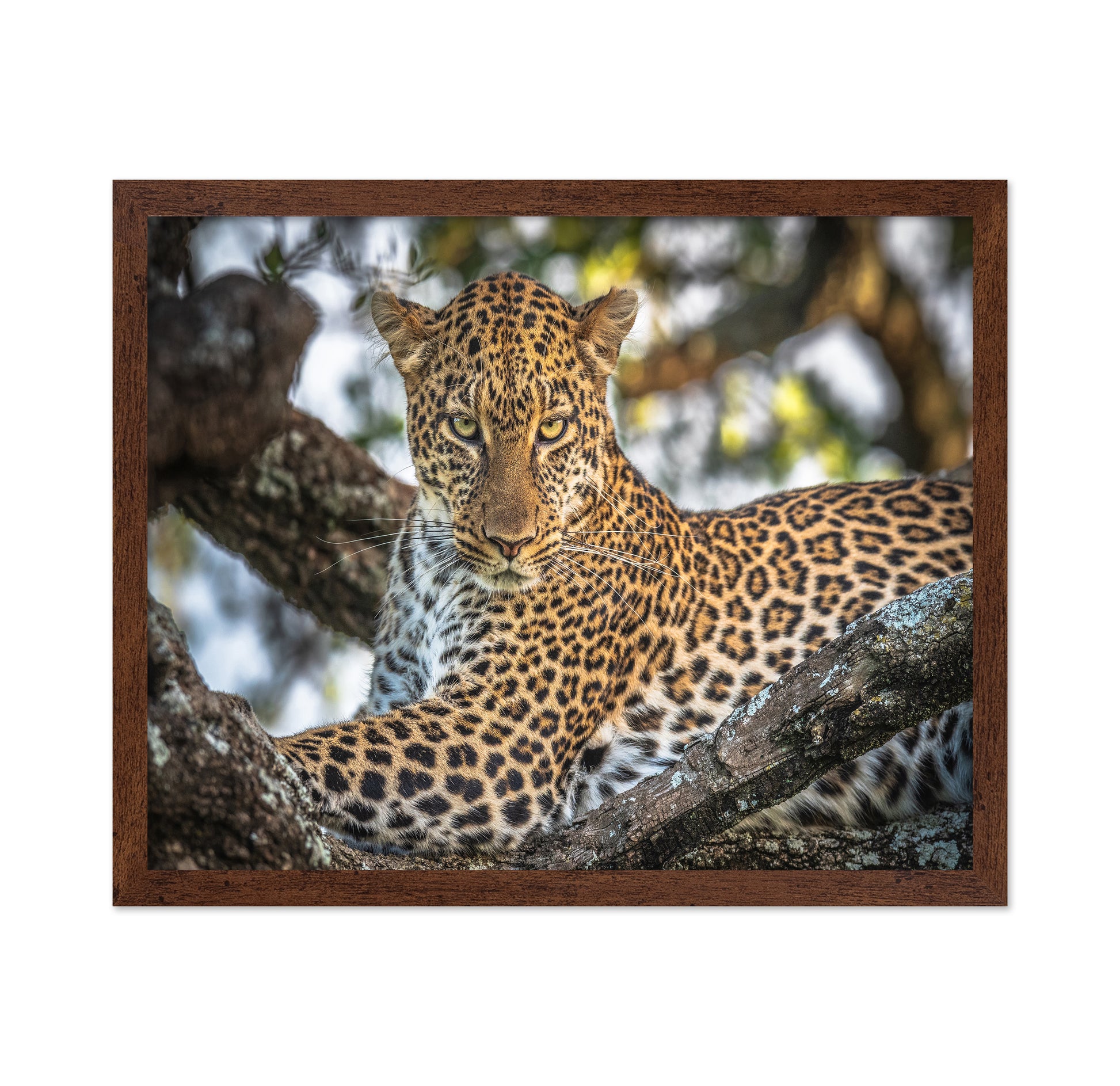 The Arboreal King