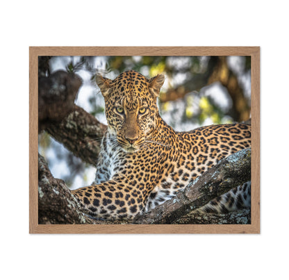 The Arboreal King