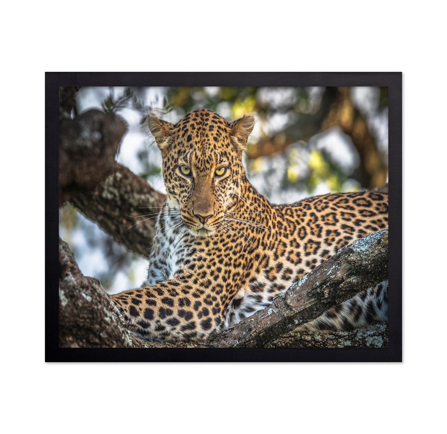 The Arboreal King