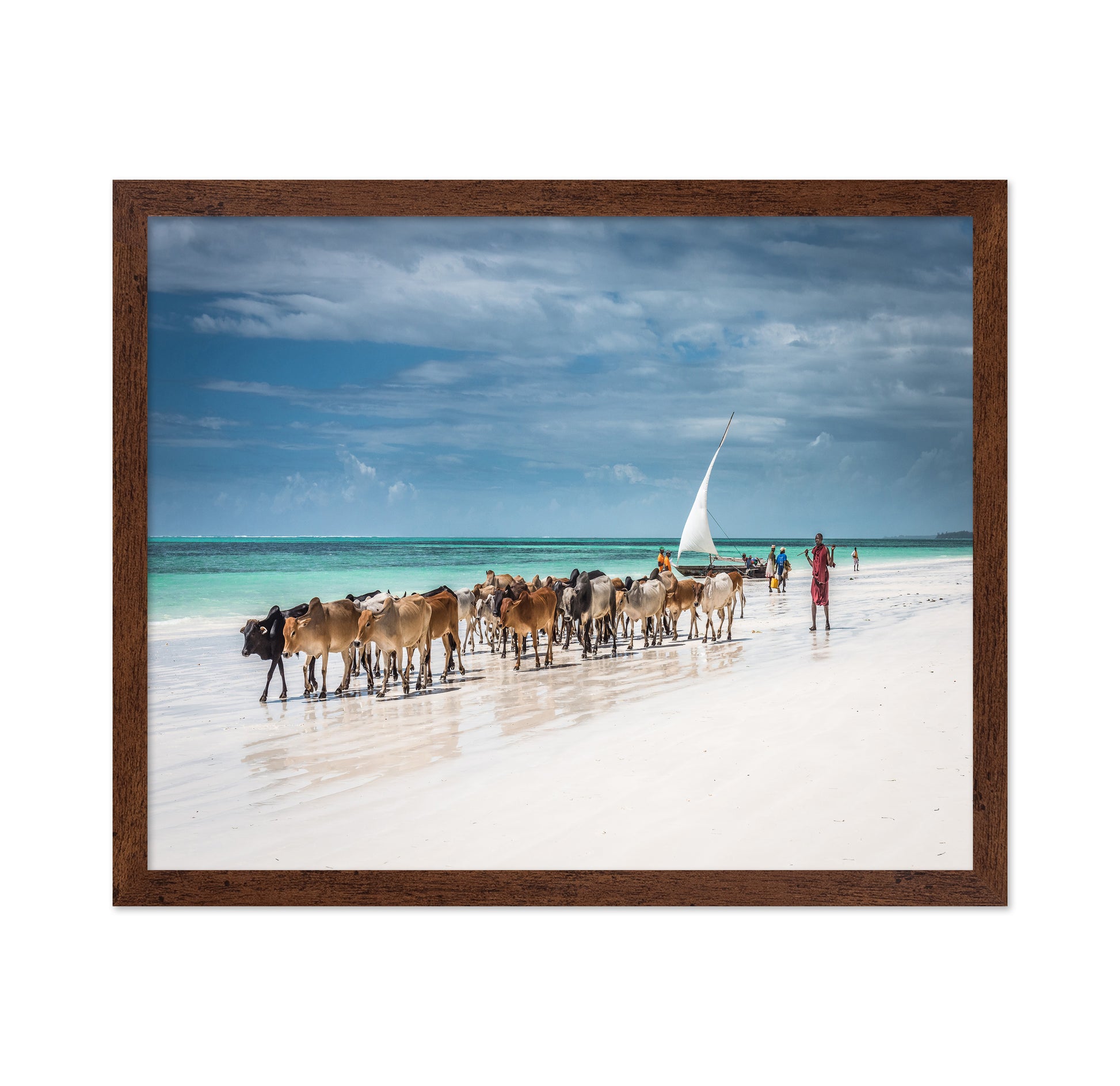 Masai Cattle on Zanzibar Beach