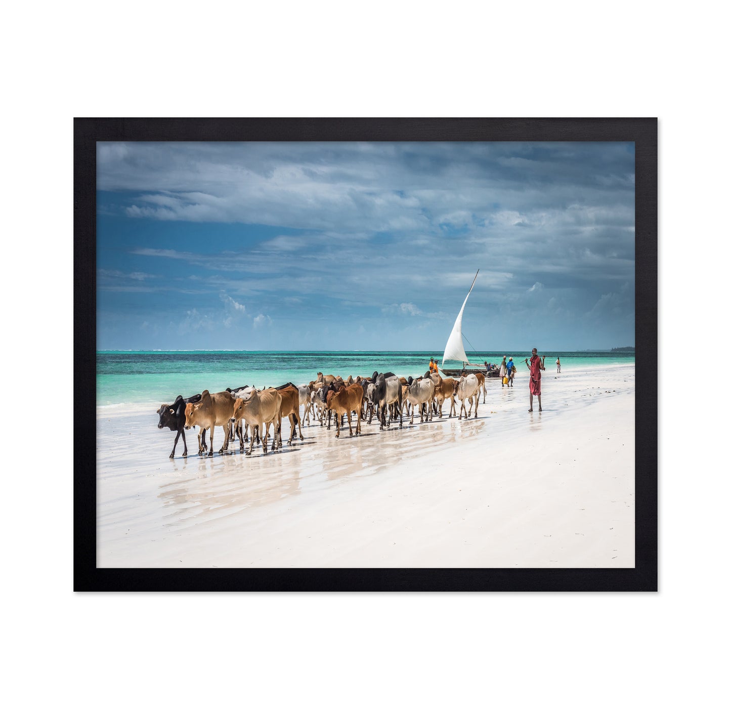 Masai Cattle on Zanzibar Beach