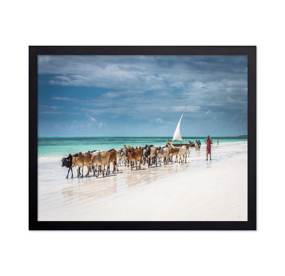 Masai Cattle on Zanzibar Beach