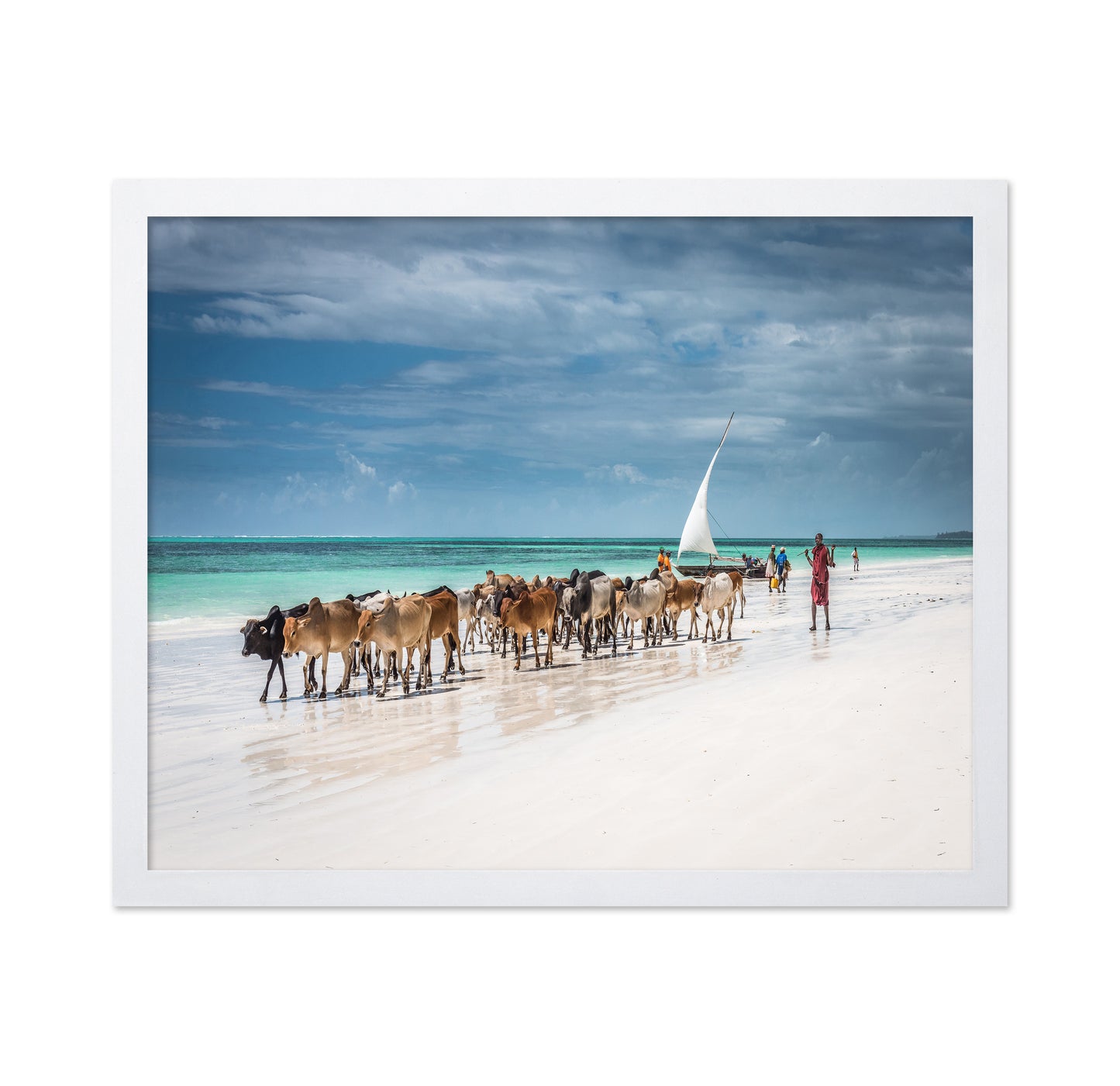Masai Cattle on Zanzibar Beach