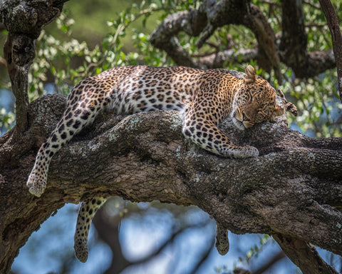 Sleep In The Sunlight