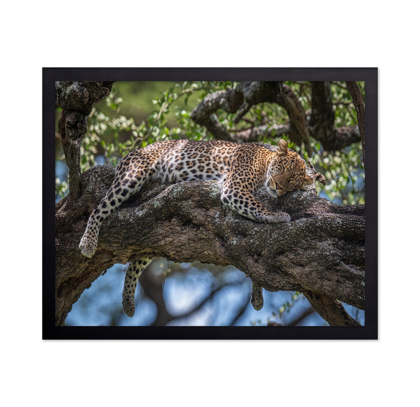 Sleep In The Sunlight