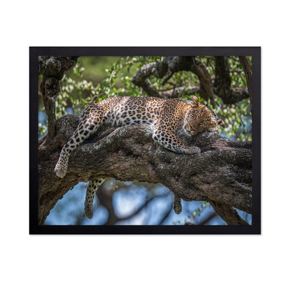 Sleep In The Sunlight