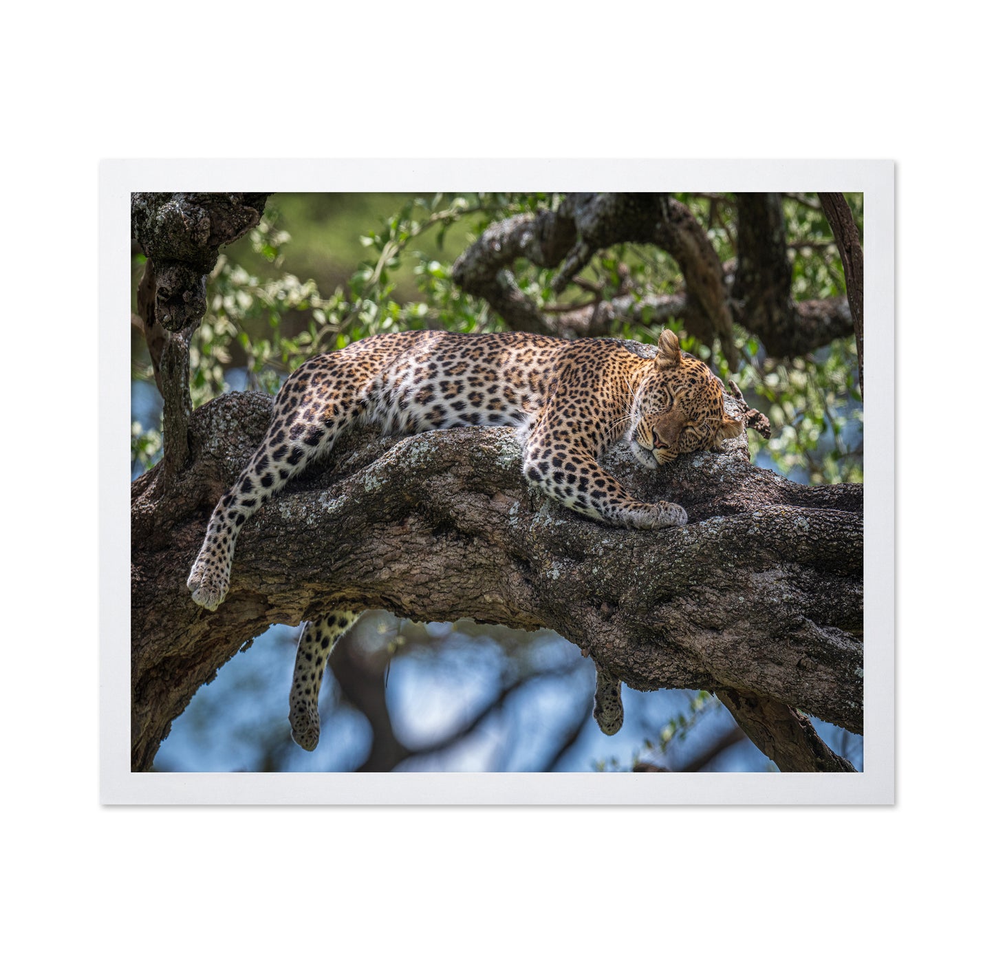 Sleep In The Sunlight