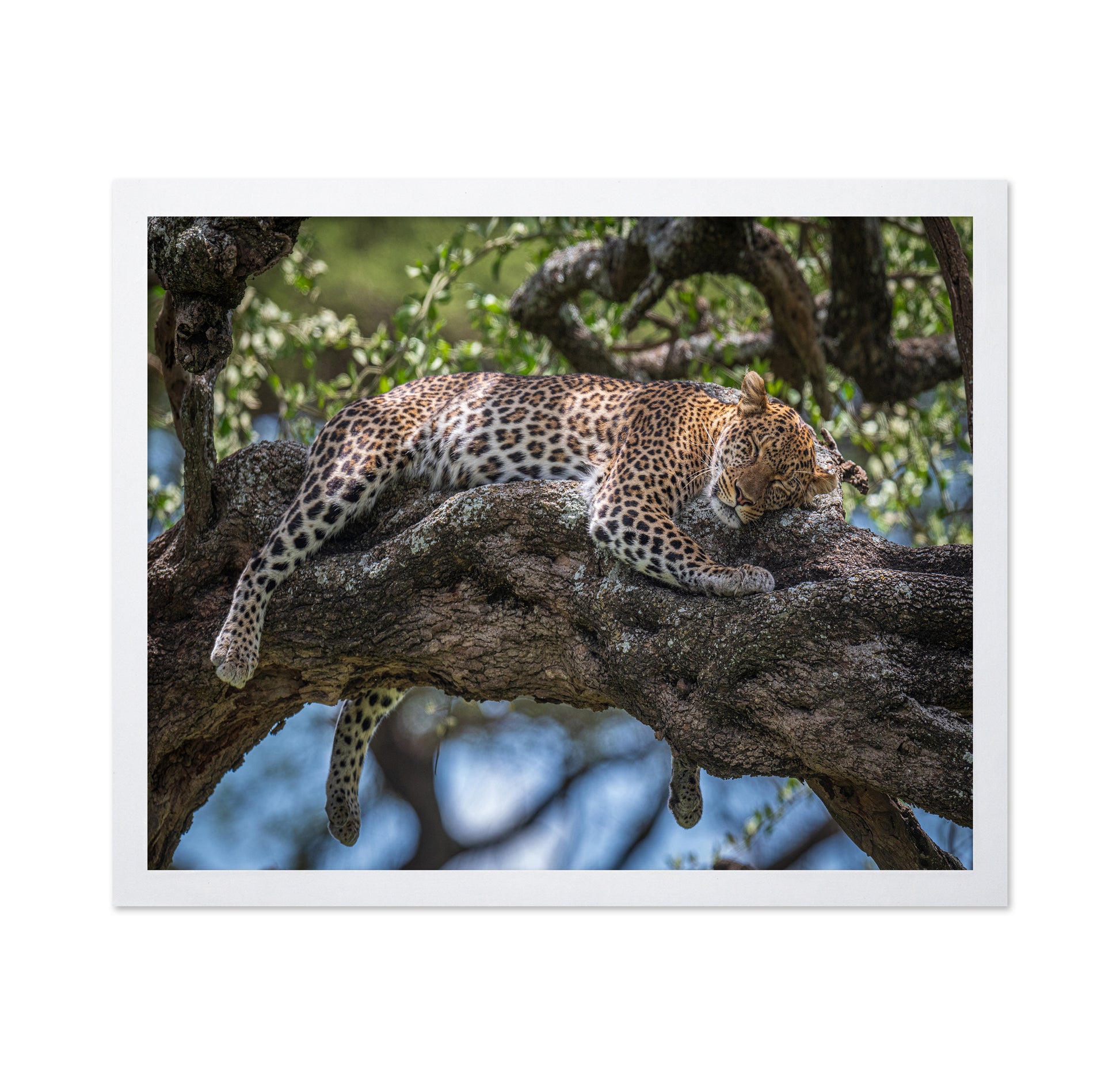 Sleep In The Sunlight