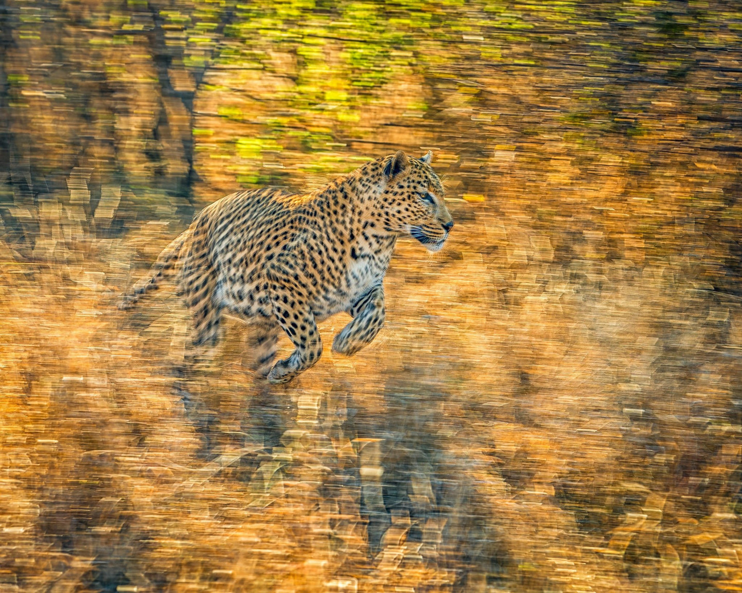 The Run