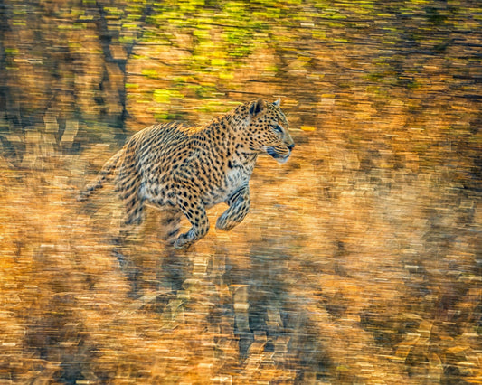 The Run