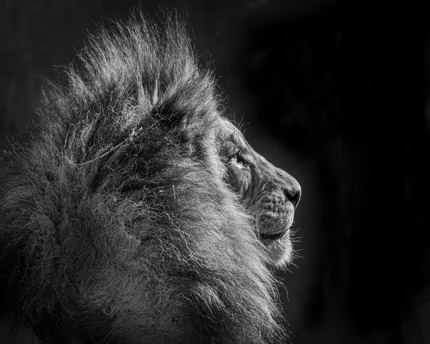Simba in Monochrome