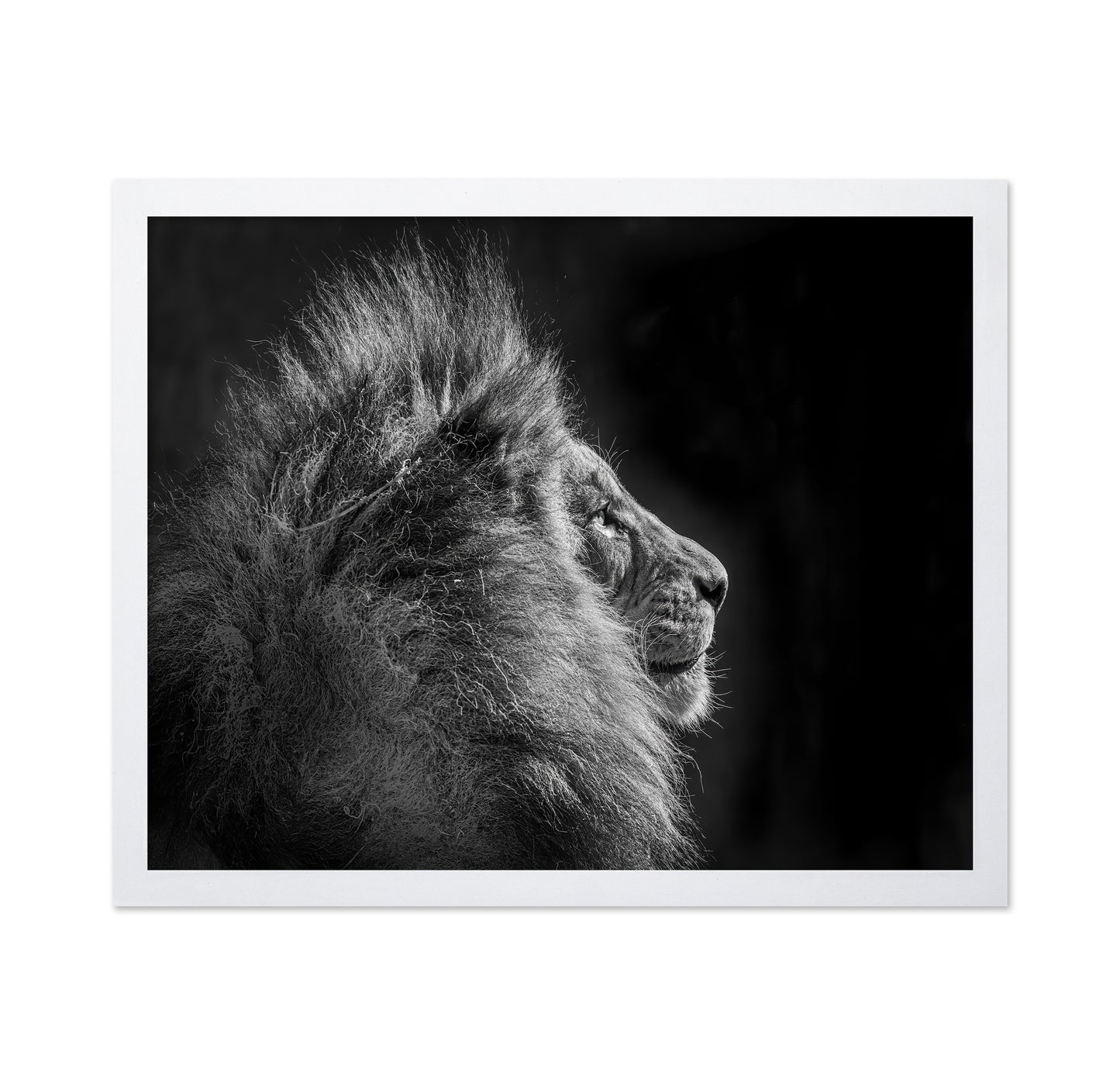 Simba in Monochrome