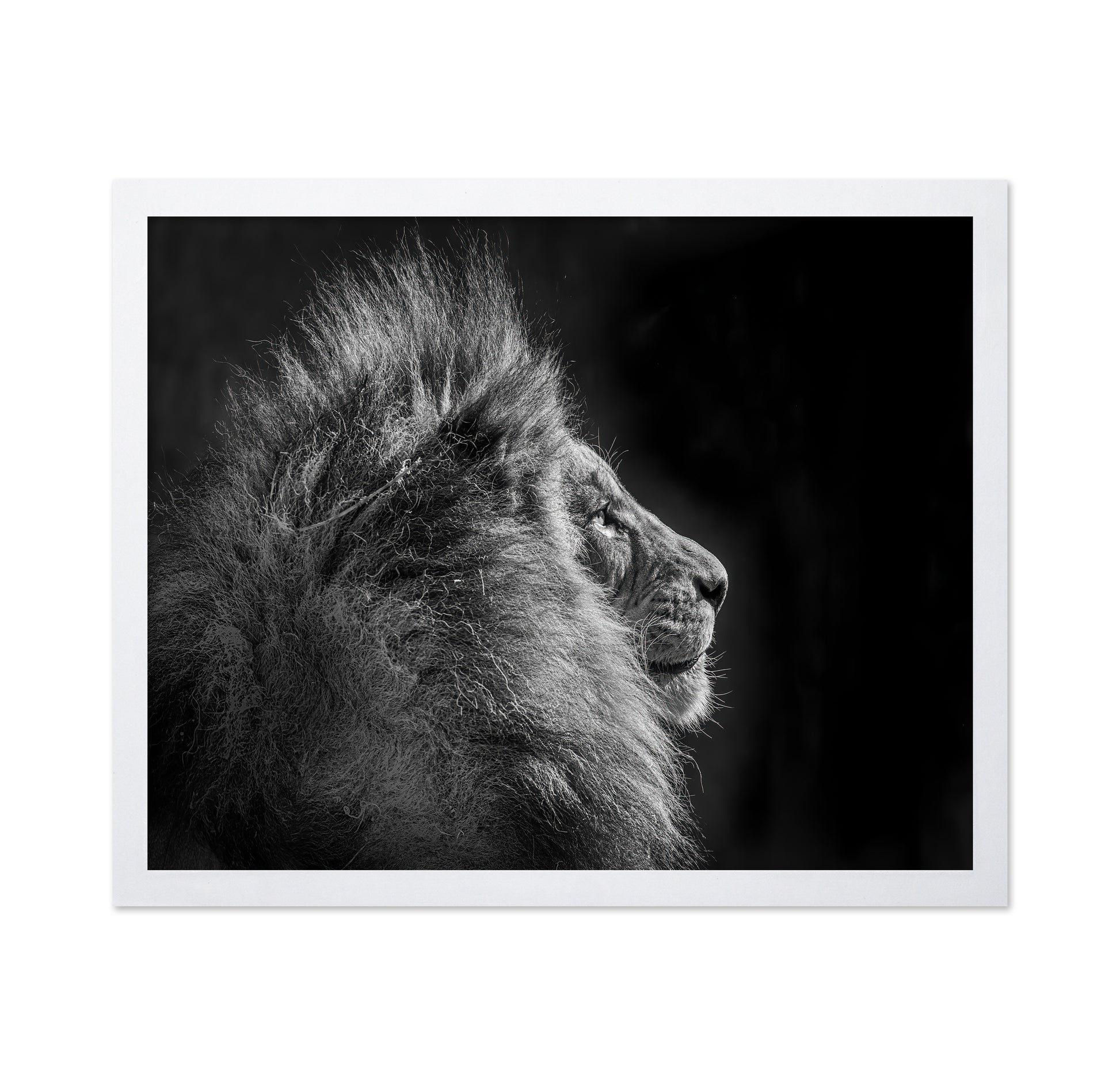 Simba in Monochrome