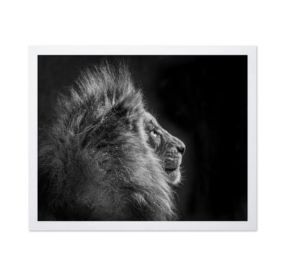 Simba in Monochrome