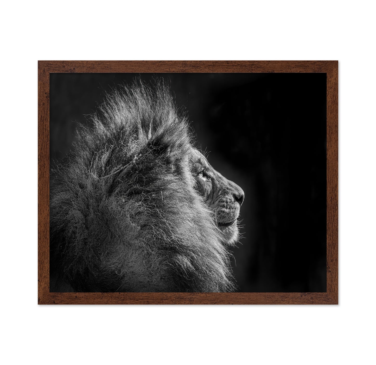 Simba in Monochrome