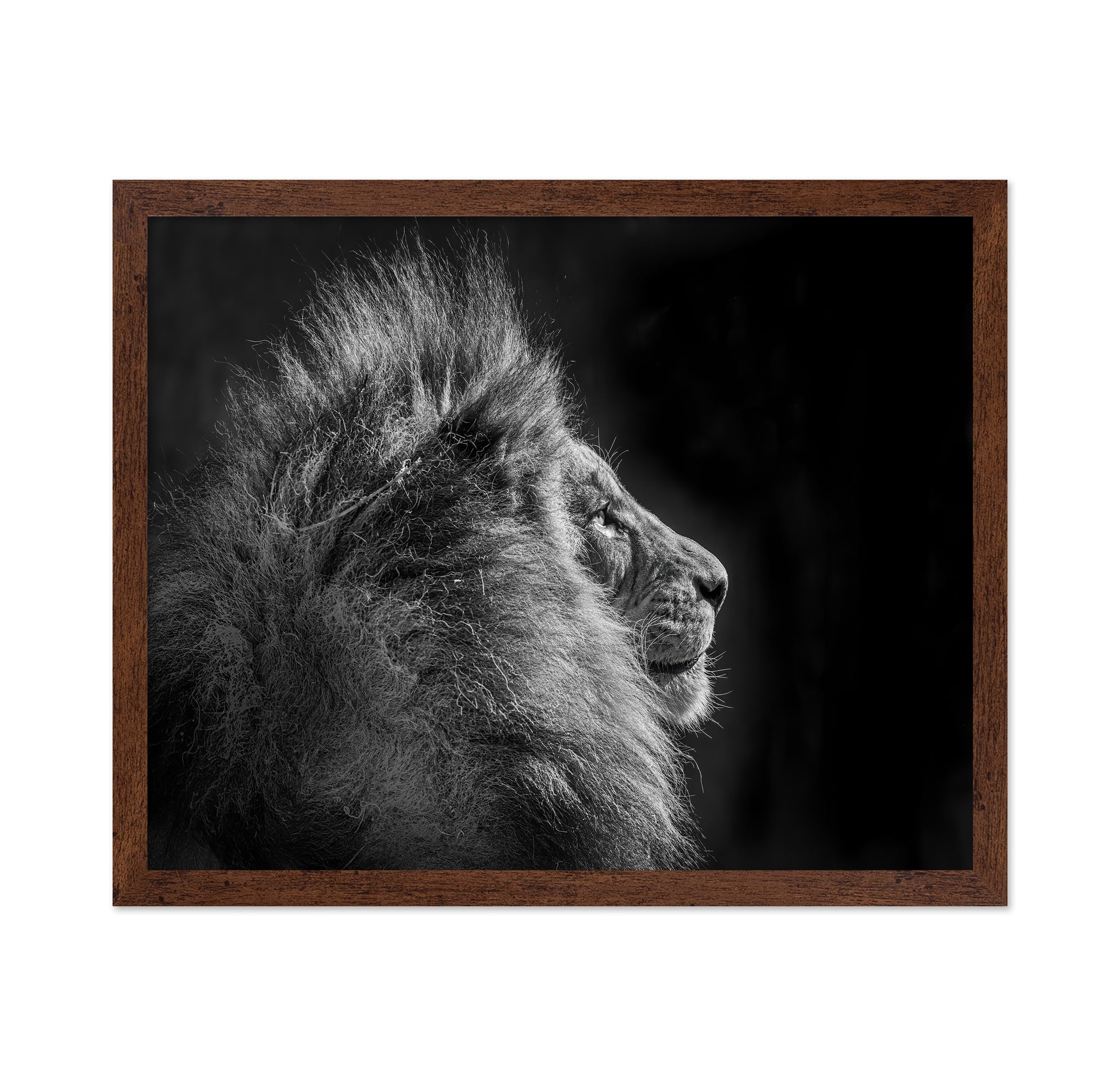 Simba in Monochrome