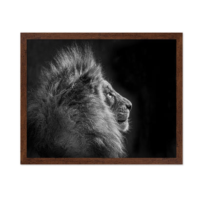 Simba in Monochrome