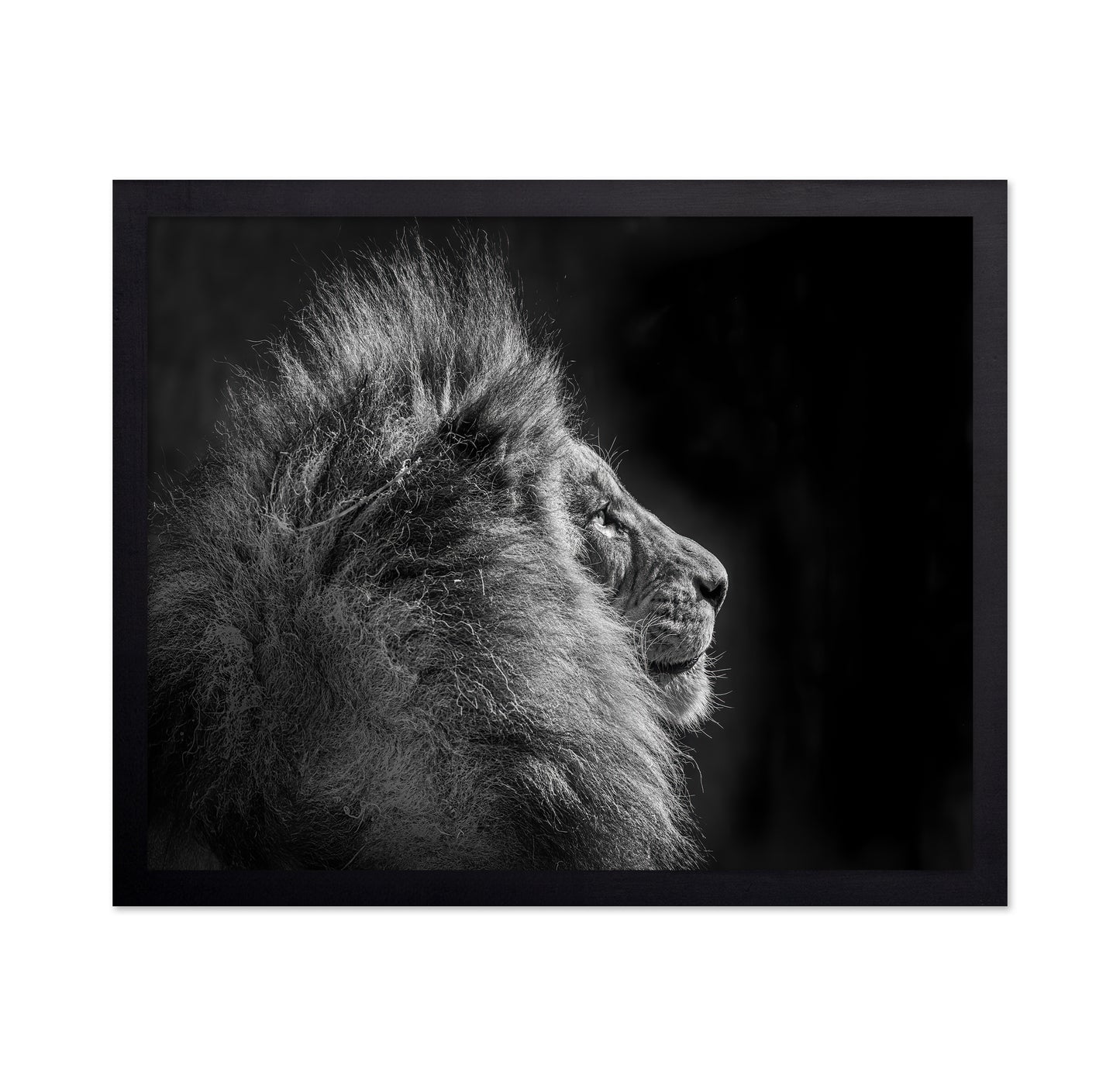 Simba in Monochrome