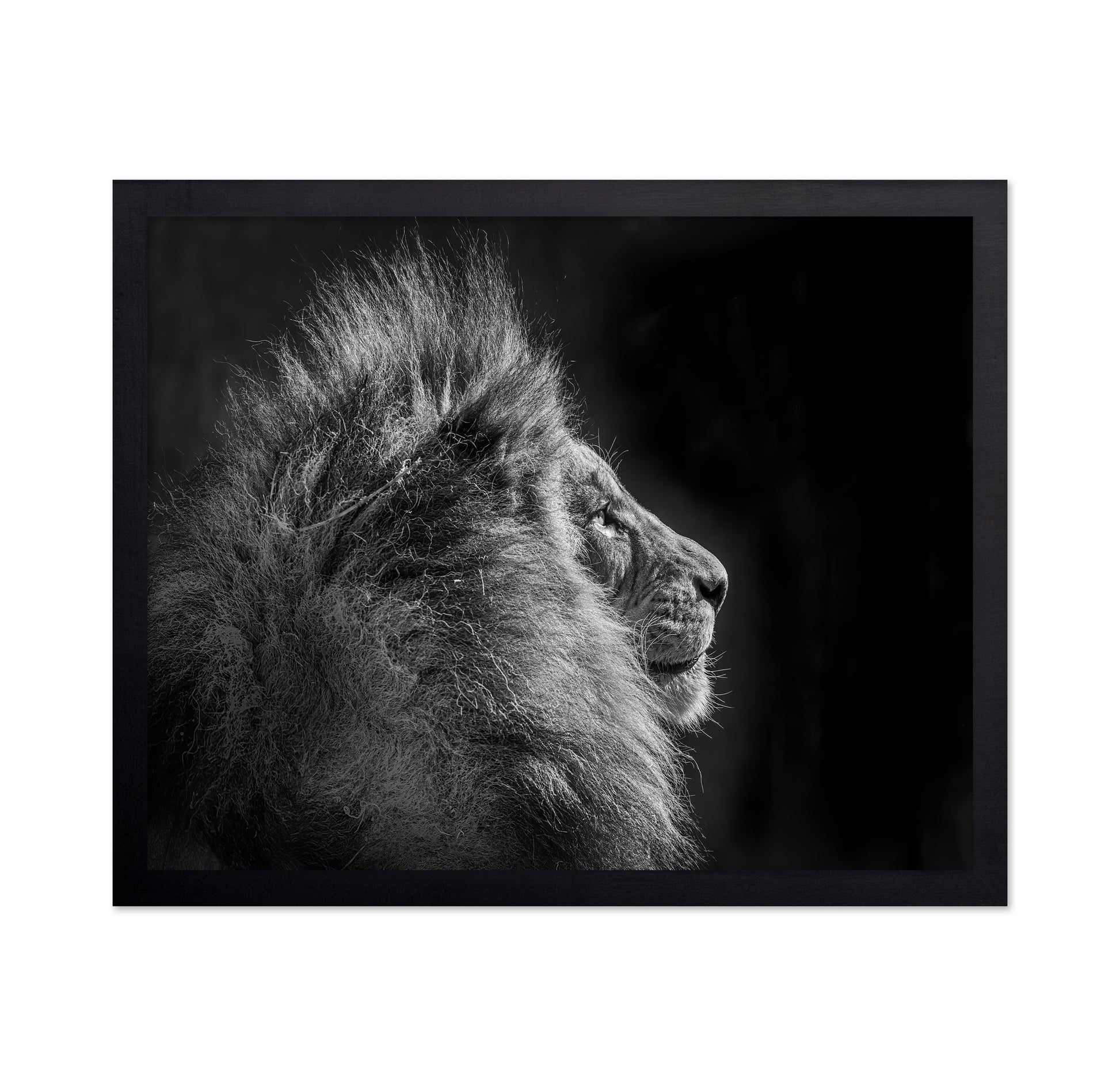 Simba in Monochrome