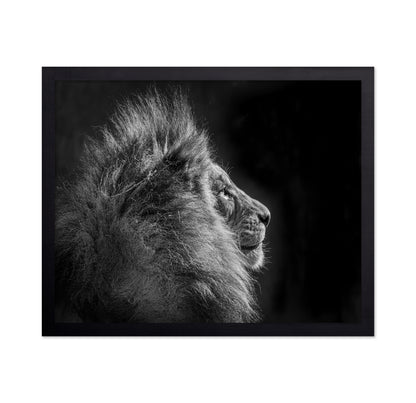 Simba in Monochrome