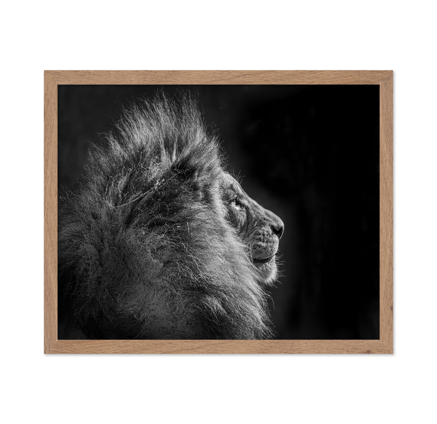Simba in Monochrome