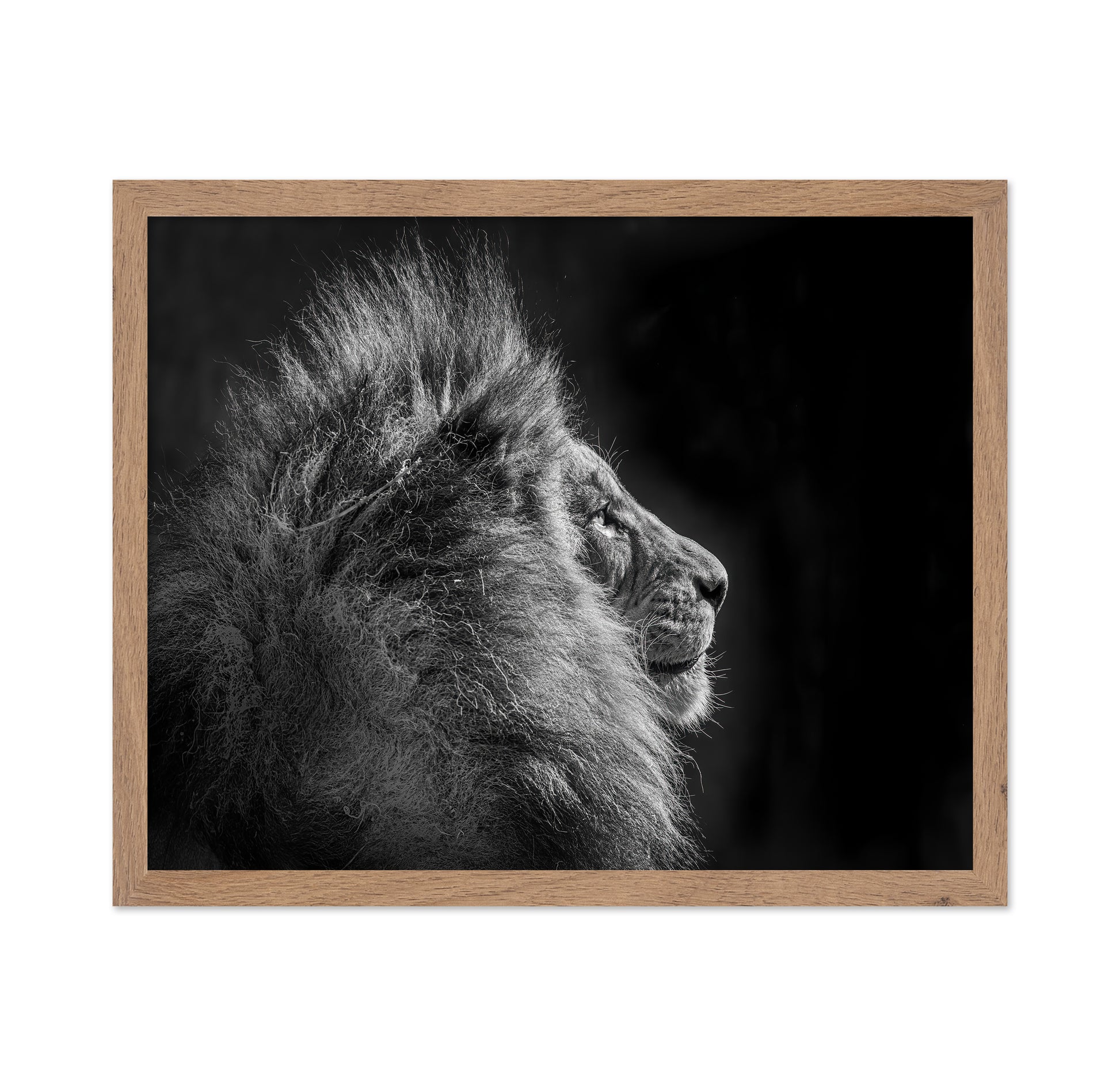 Simba in Monochrome