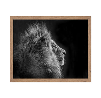 Simba in Monochrome